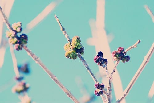 The Sacred Process of Growth